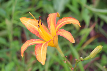 Obraz premium ノカンゾウ