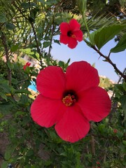 Red hibiscus flower