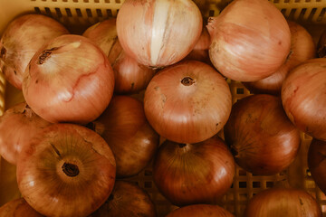 Top view of a vegetable background of freshly harvested red organic white onion straight from the farmland outdoor at daytime inside a greengrocer in Japan with space for text.