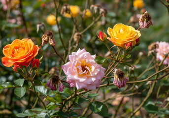Obraz premium Colorful Roses and Dry Branches – Nature’s Contrast