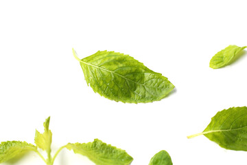 Holy basil leaves on white background.
