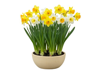 A beautiful bouquet of yellow and white daffodils in a pot isolated on transparent background