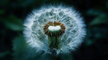 close-up of an elegant dandelion with delicate structure and intricate seeds in its flower's face, symbolizing growth, freedom, serenity, tranquility, and resilience.