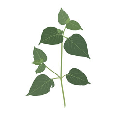 green leaves isolated on white background