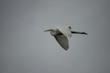 heron in flight