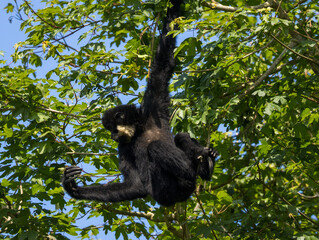 Gibbon à favoris roux