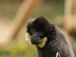 Fototapeta premium Gibbon à favoris roux
