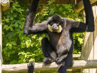 Gibbon à favoris roux
