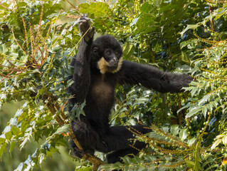 Gibbon à favoris roux
