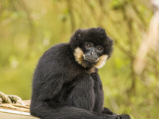 Gibbon à favoris roux