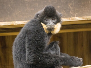 Gibbon à favoris roux