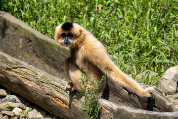 Gibbon à favoris roux
