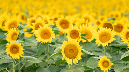 Obraz premium 北海道、ひまわり、夏