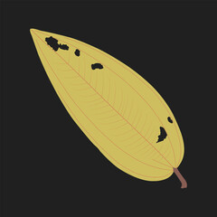 illustration of a leaf