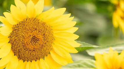 北海道、ひまわり、夏