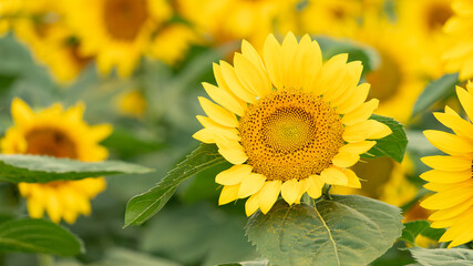 北海道、ひまわり、夏
