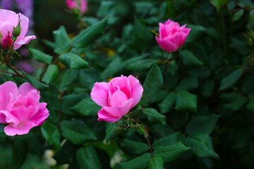 A beautiful rose bush in a public park in Japan