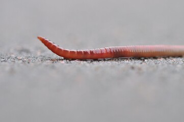 Close-up of earthworm tail on rough asphalt surface in natural outdoor setting