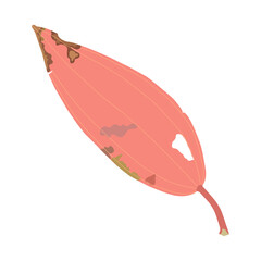 leaf on a white background