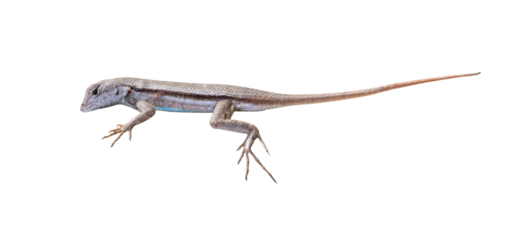 Florida scrub lizard (Sceloporus woodi) in Highlands Hammock State Park, central Florida