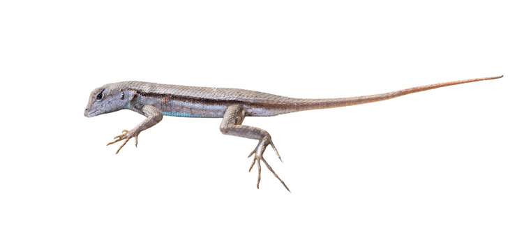 Florida scrub lizard (Sceloporus woodi) in Highlands Hammock State Park, central Florida