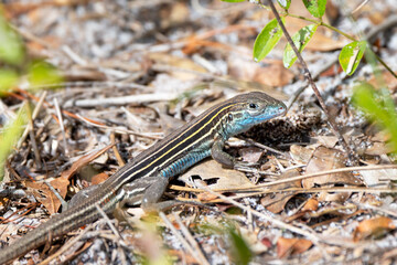 A lizard with a blue belly in the Florida scrub. It appears to be a six-lined racerunner (Aspidoscelis sexlineata) 