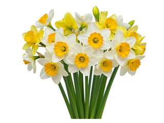 A beautiful bouquet of white and yellow daffodils with green stems isolated on transparent background