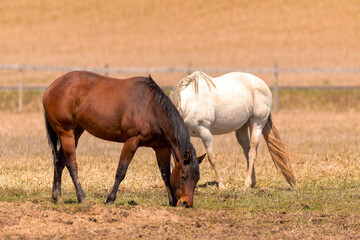 Fototapeta premium The horses in pasture, rural of Wisconsin. Horses on pasture Beautiful horses grazing on the meadow