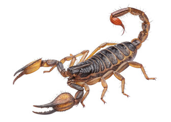 scorpion on a isolated transparent background