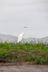 Obraz premium heron outdoors on paqueta island in rio de janeiro.