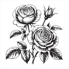 Vintage hand drawn botanical illustration of two blooming roses and a bud
