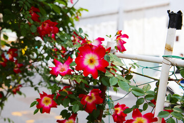 A beautiful rose bush in a public park in Japan