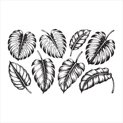 Collection of detailed black and white tropical monstera leaves in a sketched illustration style