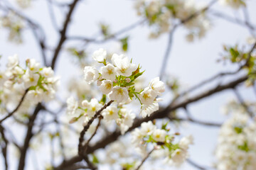 Branches of sakura flowers, cherry blossom