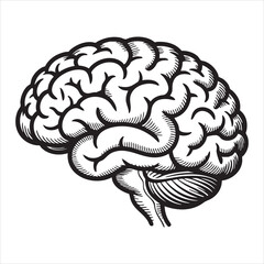 Detailed hand drawn illustration of the human brain in profile view on a white background