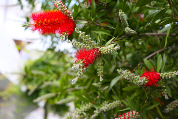 Red flower of bottle brush tree