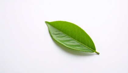 Obraz premium Vibrant young green tea leaves on slender stem, white background.