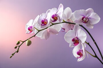 An orchid branch with several purple and white petals. Graduated background. close-up flower photography. design illustration