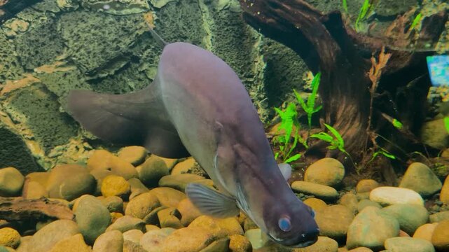 A large, dark-colored fish swims in an aquarium, near a bed of aquatic plants. Mysterious and captivating. The belida fish, or genus Chitala