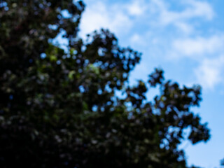 Blurred background bokeh from Nature Tree Leaves foliage in forest garden.