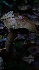 mushrooms in the forest autumn time