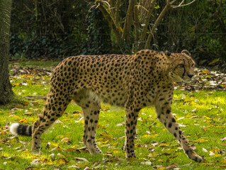 guépard