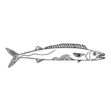 Barracouta fish outline drawing