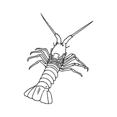 tropical crayfish drawing
