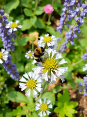 Sedum (hylotelephium) telephium Blue Pearl in garden. Bumblebee on flowers of hylotelephium