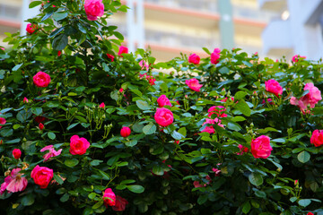 A beautiful rose bush in a public park in Japan