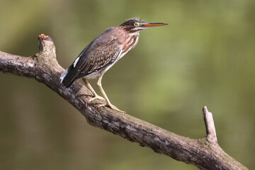 Green Heron Perched on Branch - Stock Photo