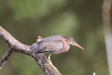 Green Heron perched on a tree branch.