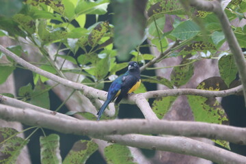 Glistening Black-headed Trogon Bird Perched on Branch
