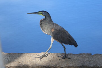 Bare-Throated Tiger Heron by Blue River's Edge